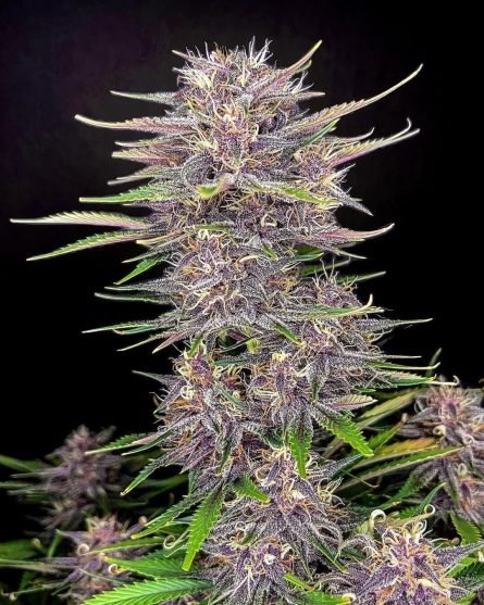 banana-purple-punch-auto_16813_1_20220401090937_