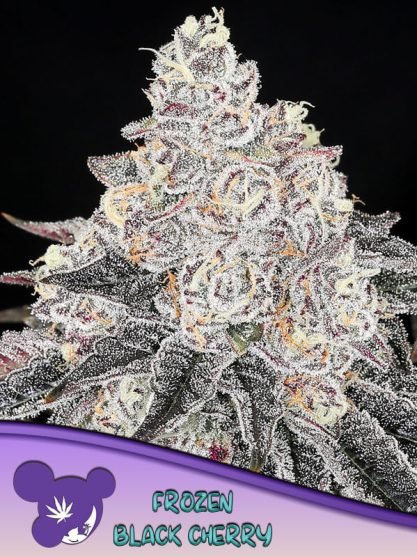 frozen-black-cherry_18790_20230810134600975678_